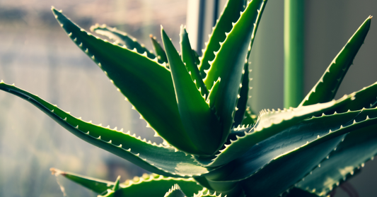 Aloe Vera Juice – Naturens egna fuktbomb för hud & hår