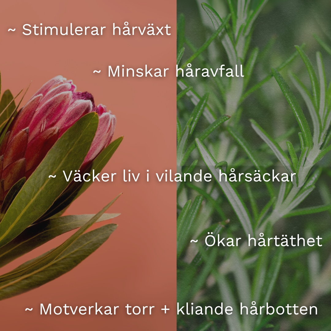 Glow & Grow Växa-kit + GÅVA värde 329kr